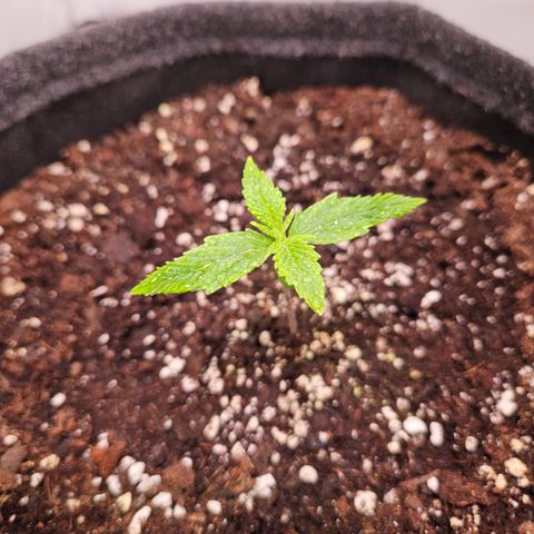 Runtz Auto #1 growlog timeline photo