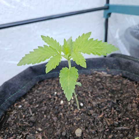 "Blockberry" #2 growlog timeline photo