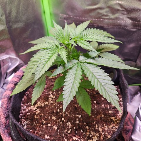 "Blockberry" #1 growlog timeline photo