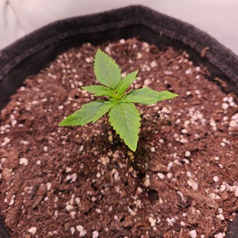 Runtz Auto #1 growlog timeline photo