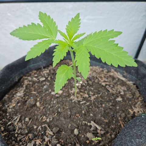 "Blockberry" #2 growlog timeline photo