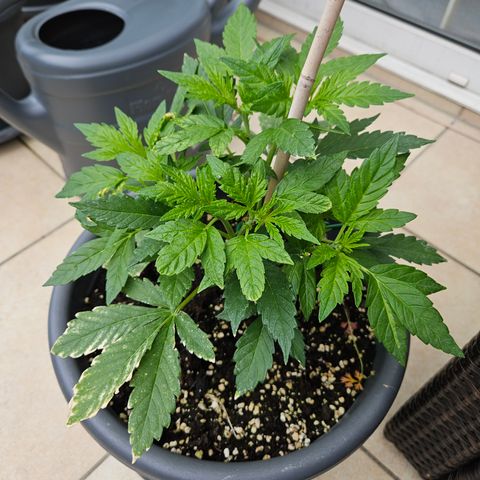 Taison Auto growlog timeline photo