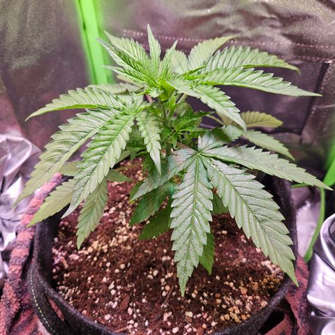 "Blockberry" #1 growlog timeline photo