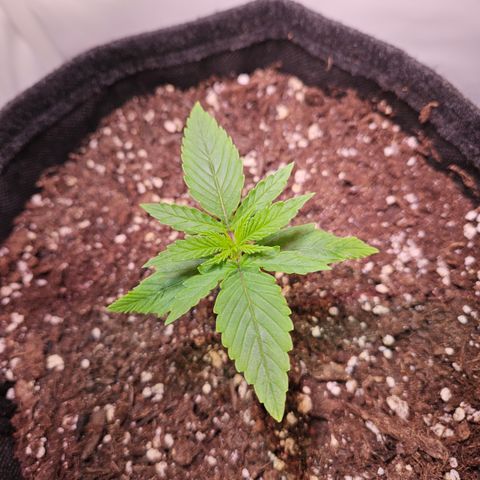 Runtz Auto #1 growlog timeline photo