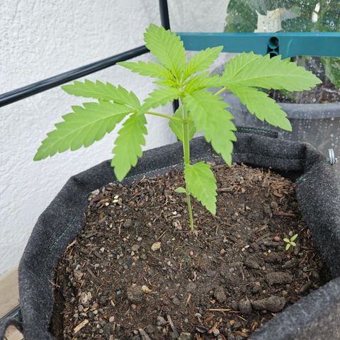 "Blockberry" #2 growlog timeline photo