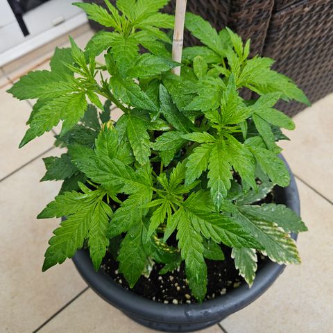 Taison Auto growlog timeline photo