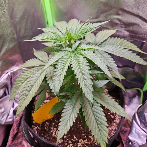 "Blockberry" #1 growlog timeline photo
