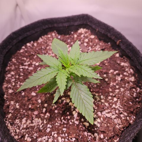 Runtz Auto #1 growlog timeline photo
