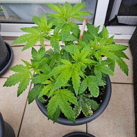 Taison Auto growlog timeline photo