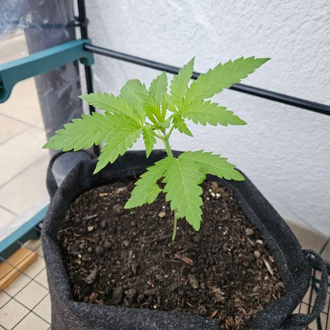 "Blockberry" #2 growlog timeline photo