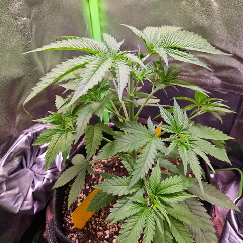 "Blockberry" #1 growlog timeline photo