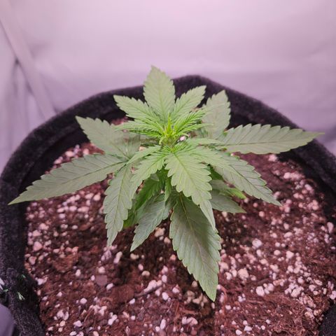 Runtz Auto #1 growlog timeline photo