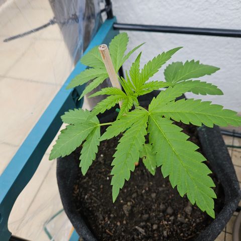 "Blockberry" #2 growlog timeline photo