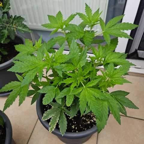 Taison Auto growlog timeline photo