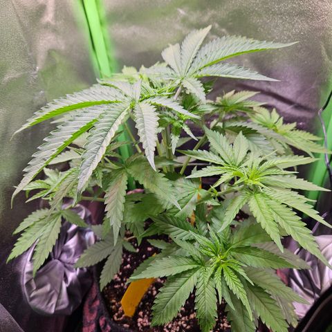 "Blockberry" #1 growlog timeline photo