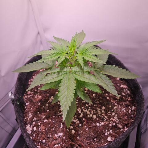 Runtz Auto #1 growlog timeline photo