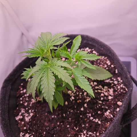 Runtz Auto #1 growlog timeline photo
