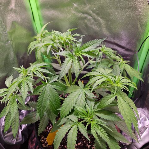 "Blockberry" #1 growlog timeline photo