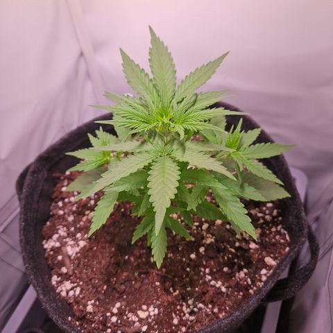 Runtz Auto #1 growlog timeline photo