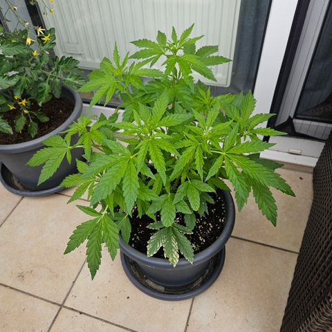 Taison Auto growlog timeline photo