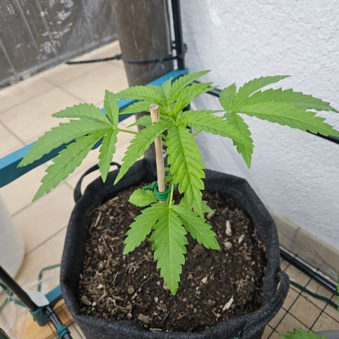 "Blockberry" #2 growlog timeline photo