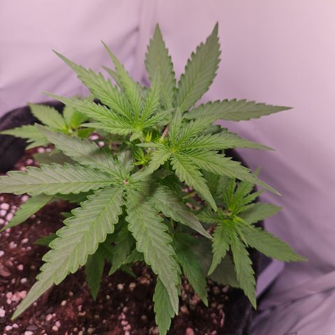 Runtz Auto #1 growlog timeline photo