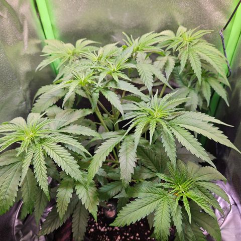 "Blockberry" #1 growlog timeline photo
