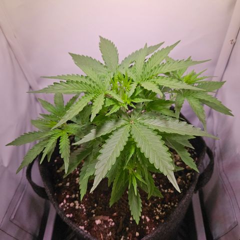 Runtz Auto #1 growlog timeline photo