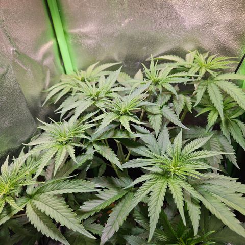 "Blockberry" #1 growlog timeline photo