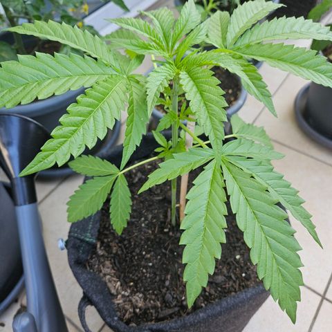 "Blockberry" #2 growlog photo: Groß genug für erstes mainlining