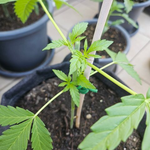 "Blockberry" #2 growlog timeline photo