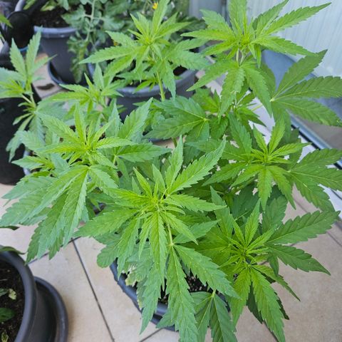 Taison Auto growlog timeline photo