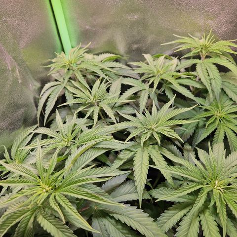 "Blockberry" #1 growlog timeline photo