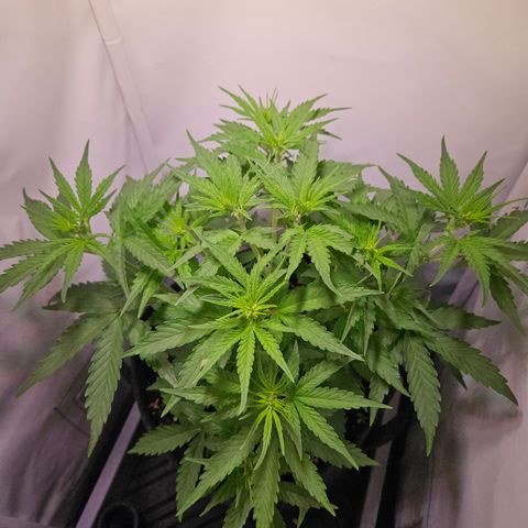 Runtz Auto #1 growlog timeline photo