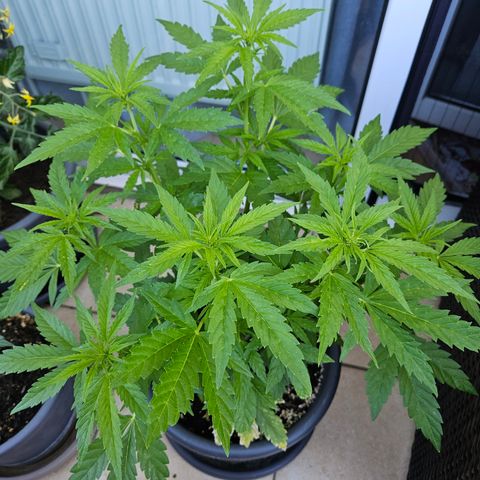 Taison Auto growlog timeline photo