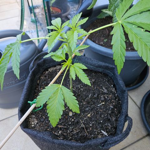 "Blockberry" #2 growlog timeline photo