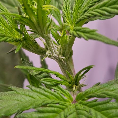 Runtz Auto #1 growlog photo: Stempel