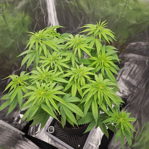"Blockberry" #1 growlog timeline photo