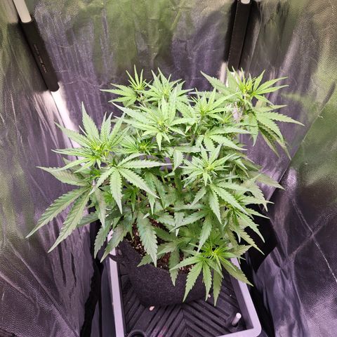 Runtz Auto #1 growlog timeline photo