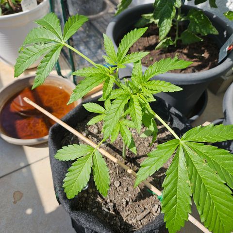"Blockberry" #2 growlog timeline photo