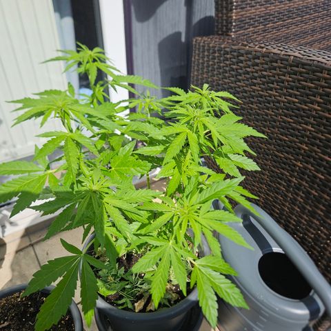 Taison Auto growlog timeline photo