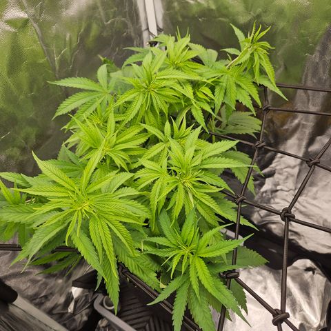 "Blockberry" #1 growlog timeline photo