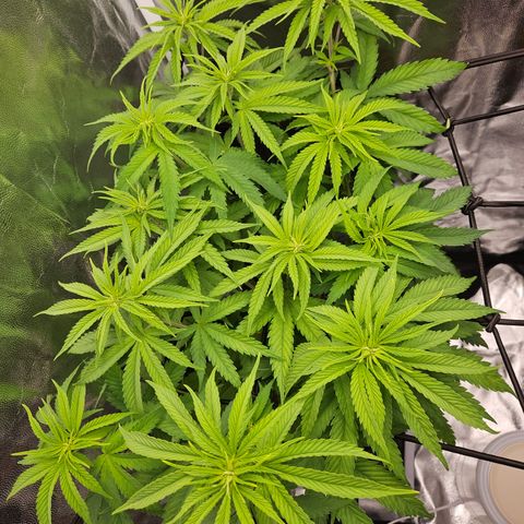 "Blockberry" #1 growlog timeline photo