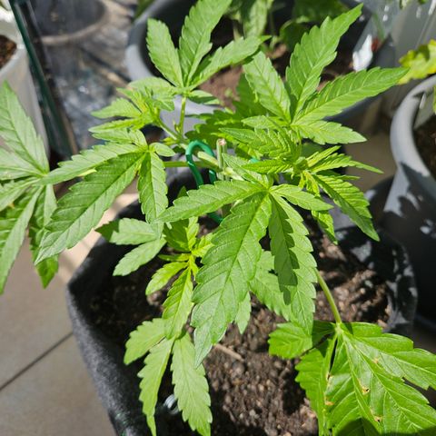 "Blockberry" #2 growlog timeline photo