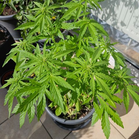 Taison Auto growlog timeline photo