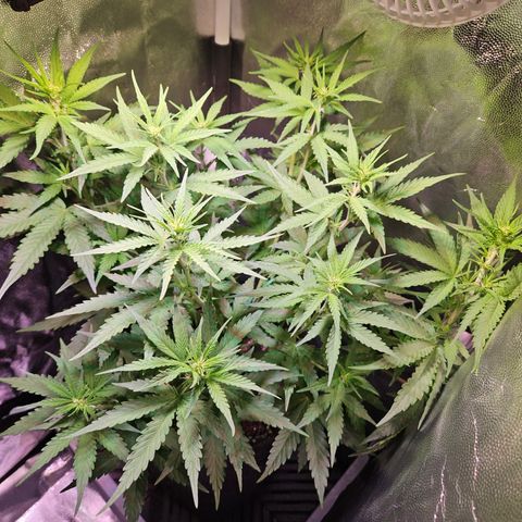 Runtz Auto #1 growlog timeline photo