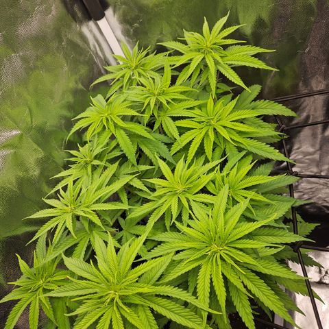 "Blockberry" #1 growlog timeline photo