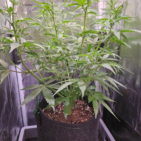 Runtz Auto #1 growlog timeline photo