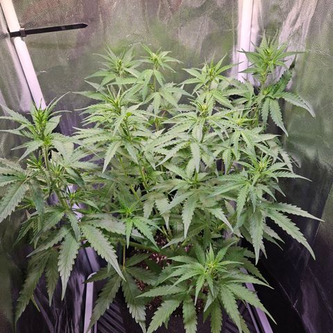 Runtz Auto #1 growlog timeline photo