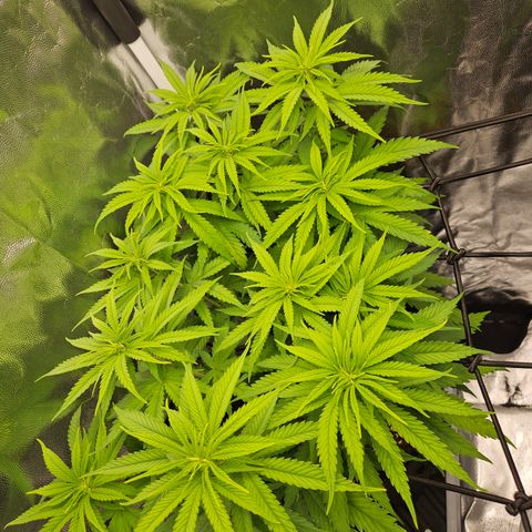 "Blockberry" #1 growlog timeline photo
